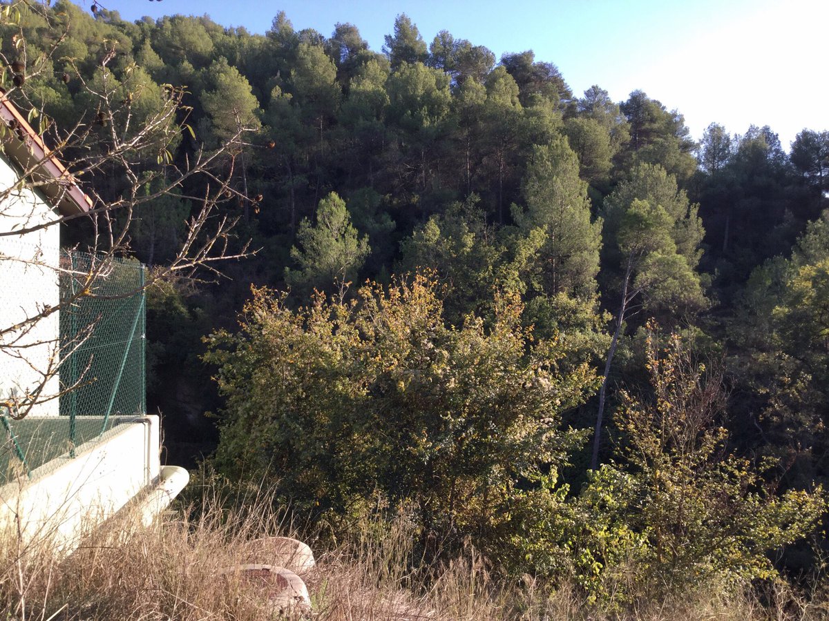 entrearbres's tweet photo. Replanteig d’obra treballs #forestals #frangesperimetrals #elspinyerets #nucliurba #castelloli #anoia @ACastelloli @Fores_Cat @entrearbres https://t.co/ryn5VyHDTj