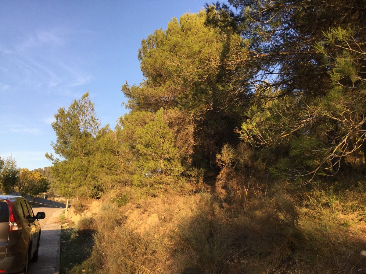 entrearbres's tweet photo. Replanteig d’obra treballs #forestals #frangesperimetrals #elspinyerets #nucliurba #castelloli #anoia @ACastelloli @Fores_Cat @entrearbres https://t.co/ryn5VyHDTj