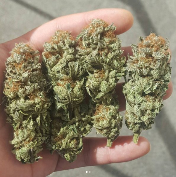 SmokePlug tweet picture