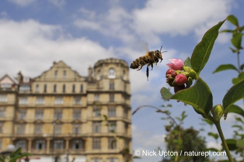 galinajonsson's tweet photo. Honey, I’m home – Cities as a reservoir for UK bees https://t.co/9f9m5V1cJb https://t.co/gb50XTgFwu