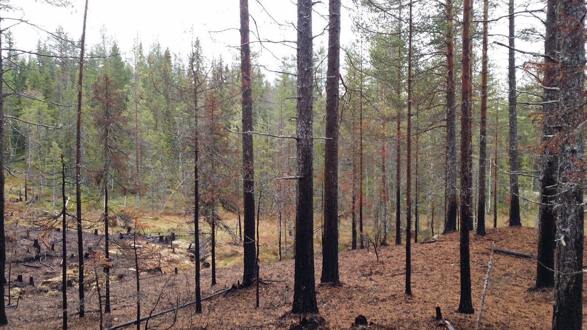 rdomenja's tweet photo. Conservation in natural reserves using fire in sweden started in 1993, #lifetaiga #lifepinassa @ctforestal @PauCostaF @bomberscat https://t.co/Osr6UDqiMh