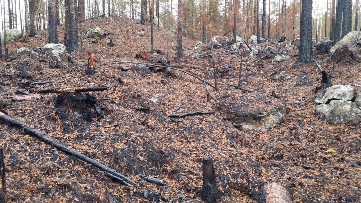rdomenja's tweet photo. Conservation in natural reserves using fire in sweden started in 1993, #lifetaiga #lifepinassa @ctforestal @PauCostaF @bomberscat https://t.co/Osr6UDqiMh