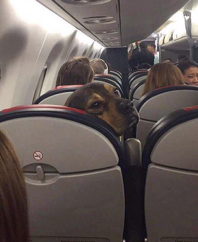 GalacticGlops's tweet photo. "Could you guys shut the hell up I'm trying to read" #shamepassengers #doglife #hatehuman #friend https://t.co/C3xIuzpWKr