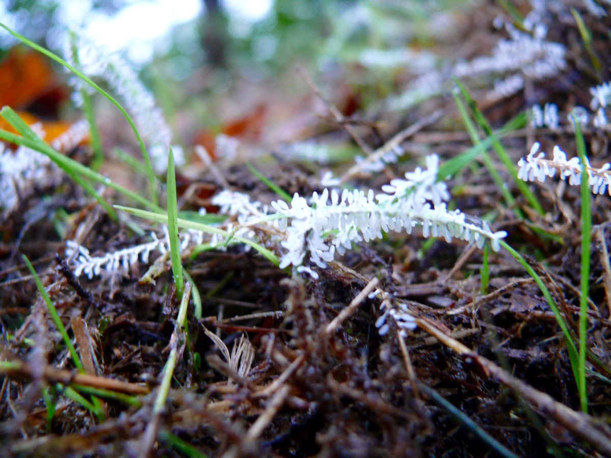 Zag vandaag IJSVINGERTJES bij <a href="/propersonaggz/">Pro Persona</a> <a href="/kiekdor/">kiekdor</a> @VitaleGroenStad <a href="/BoswachterFrans/">Frans Kapteijns</a>