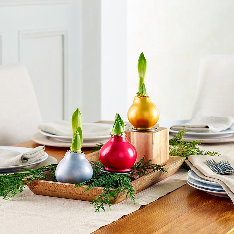 brecksdotcom's tweet photo. You'll love our waxed amaryllis in brand new colors (think metallics and glitter) available at https://t.co/I7oe3qFMXK. https://t.co/a7B23yMZQh