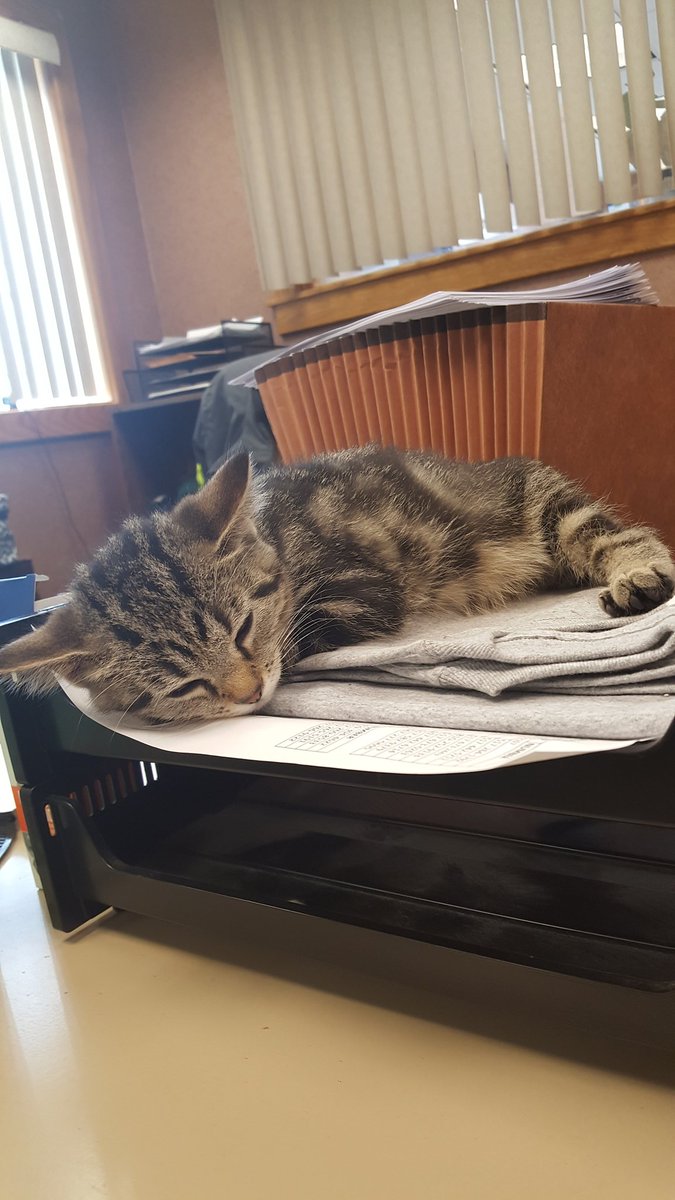 kraylake's tweet photo. Anyone else have #elevatorcat ? https://t.co/kOWzC9gvbz
