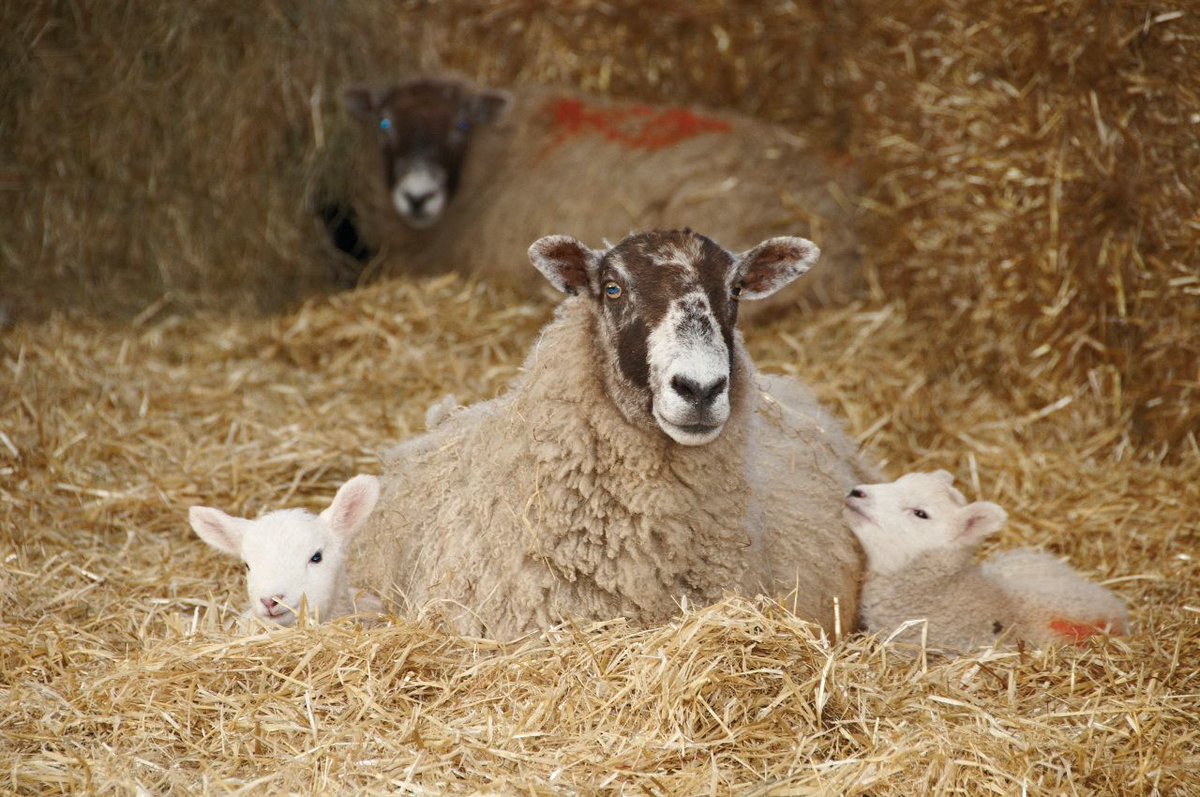 lamlacvolac's tweet photo. #TopTip4 to help you prepare for #Lambing18: Check your toolkit! You'll need - Lubricant, disinfectant, markers/tags, iodine solution etc.. https://t.co/bBSlMciWtC
