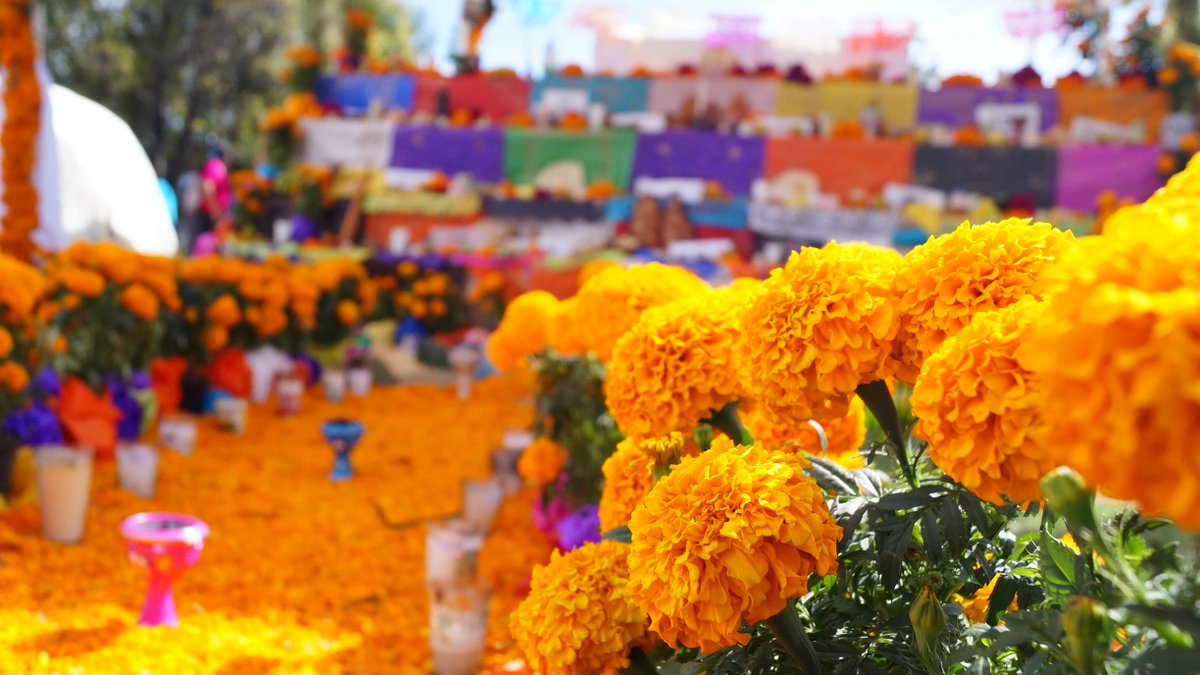 GuiaCoyoacan's tweet photo. Para este sábado 28 de Octubre "Taller de papel picado y flores de cempasúchil en papel" de 11:00 a 15:00 hrs, en el centro de #Coyoácan https://t.co/0jbKeiyrnA