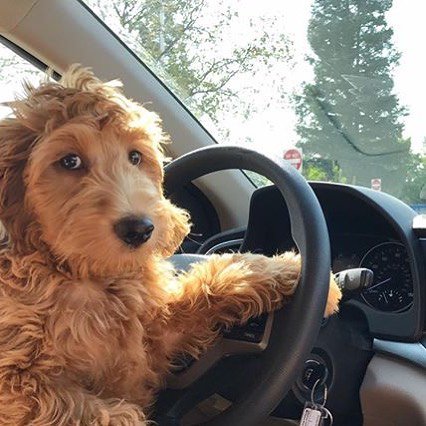 DesignatedDog's tweet photo. You want to go where? #designateddog #doodles https://t.co/SjgBG38d0N