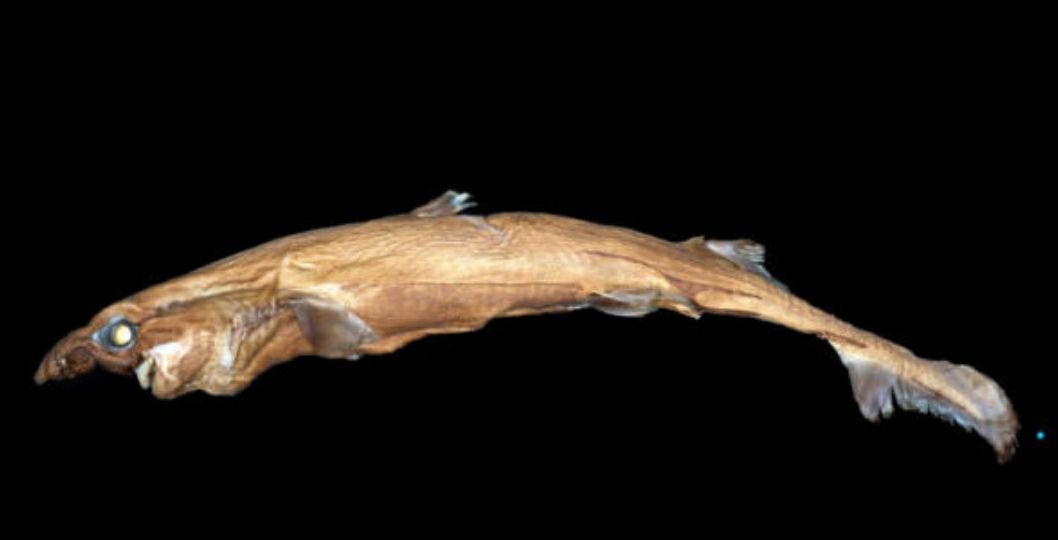 Sharks4Kids's tweet photo. Researchers have discovered a miniature shark species that glows in the dark https://t.co/VBlUq8BKbd https://t.co/Sk0SmkY1tw