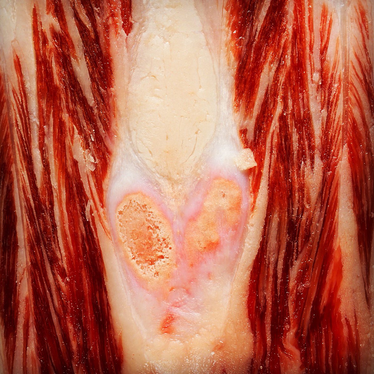 StudioRecipes's tweet photo. We’re getting for #Halloween with this spooky looking ingredient. Can you guess what this is?
#halloweenvibes #spooky #chefslife https://t.co/OeUgrShkaJ