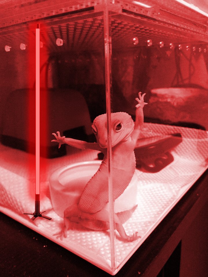 GalacticGlops's tweet photo. I came to earth to test new things with distant cousins, I left my tail there #RedDistrict #ColdBlood #SexyReptilian #RemovableTail https://t.co/emn1jgTv2k