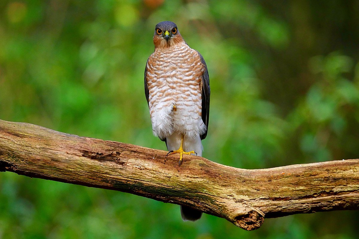 Gelukkig kunnen blikken niet doden ! #sperwer