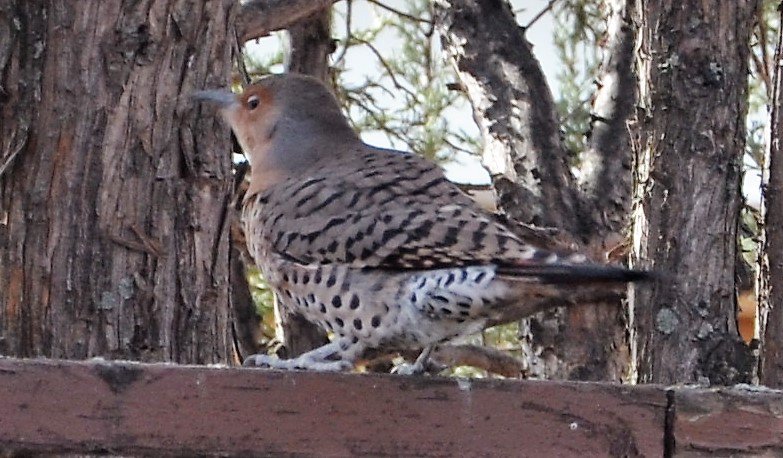 AmandaJBates's tweet photo. @Lakeviewyyca birds, birds, everywhere! Several Northern Flickers in my backyard today. At least I think they're Flickers. Anyone know? https://t.co/FAiUrZnGNR