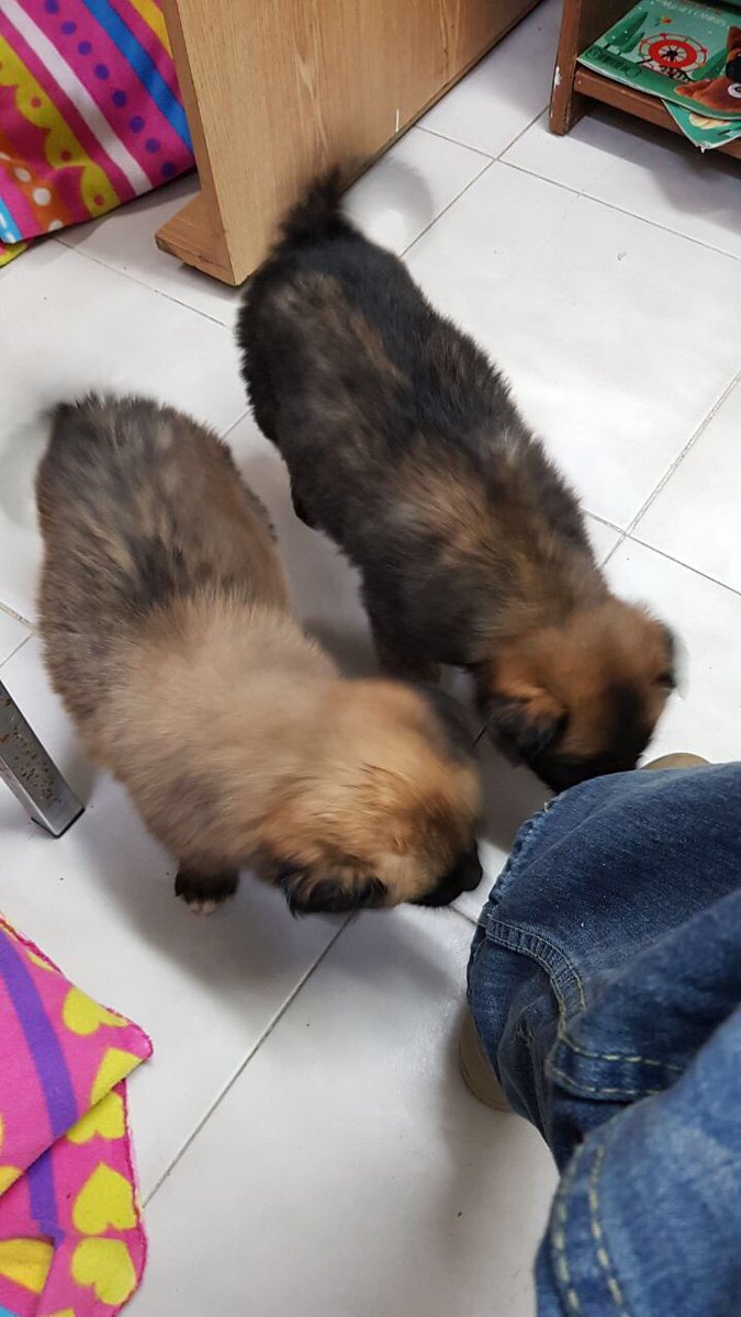 AdoptameNaucal1's tweet photo. Apenas andamos llegando dicen que aquí nos van a cuidar y buscar familia 😰@mmsoriano @SylviaPasquel @Negra_start @Pacolalas @DOGGIFTS https://t.co/EPE946MXPx