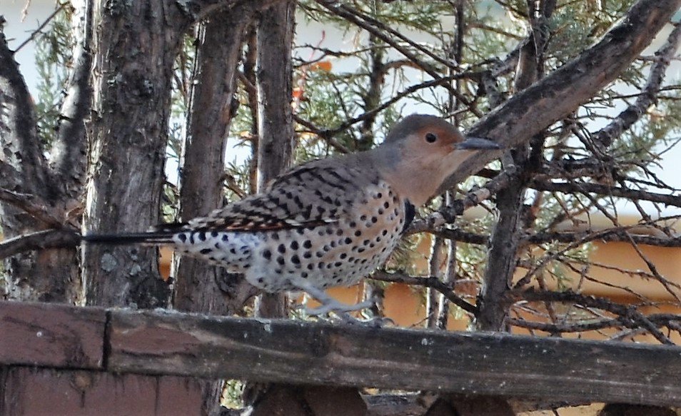 AmandaJBates's tweet photo. @Lakeviewyyca birds, birds, everywhere! Several Northern Flickers in my backyard today. At least I think they're Flickers. Anyone know? https://t.co/FAiUrZnGNR