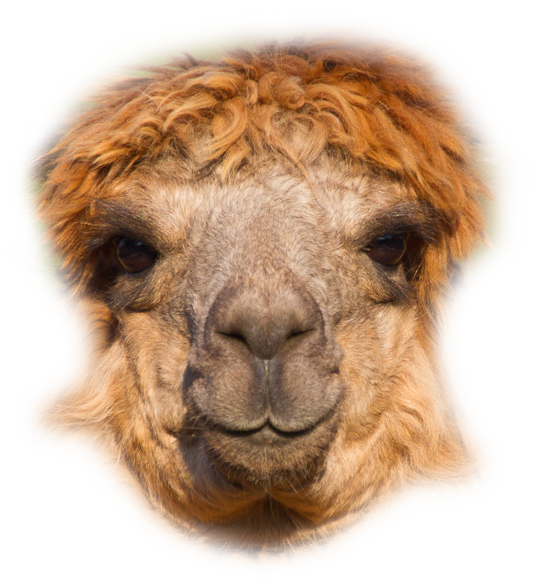 Ken jij al de voordelen van alpacawol? Ontdek er alles over in onze meest recente post!
modern-knight.be/nl/blog/detail… #alpaca #alpacawol #sjaal #modernknight #mk #keeplearning