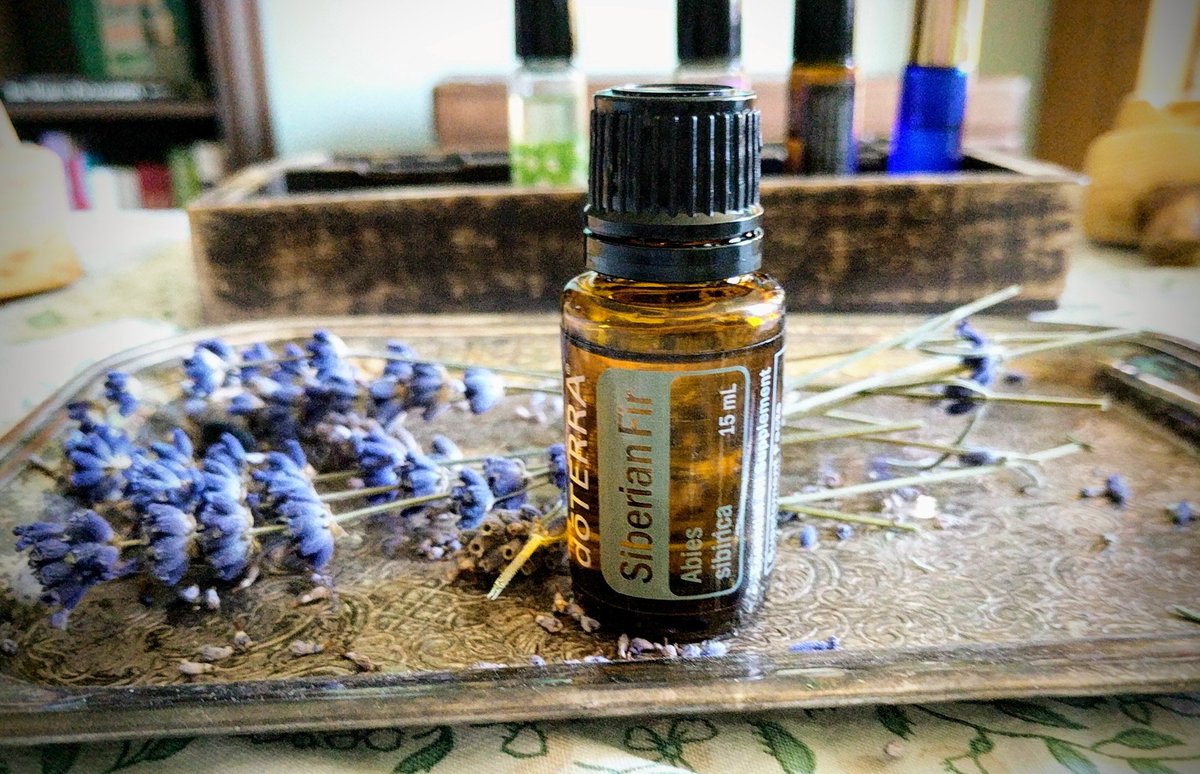 MaeganEllioElf's tweet photo. Like a kid on Christmas morning! Love my Siberian Fir. #doterra #eoaddict https://t.co/qZlU84J4bo