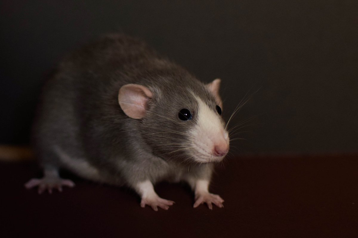 Mrs. Sweetface... My girl Liora. #ratsareawesome #ratoftwitter #ratbreeder #petrat #fancyrat #rat