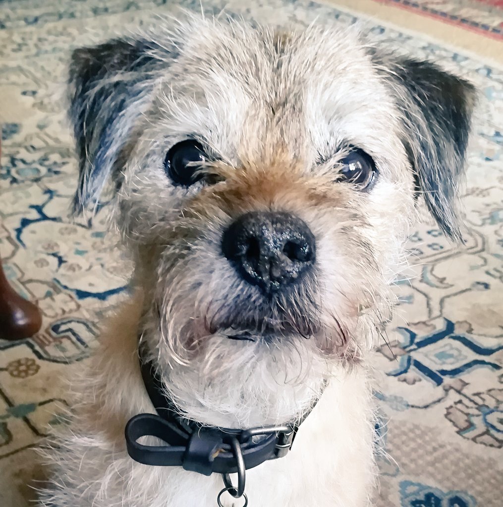 christelcreates's tweet photo. @StephCowburn I've seen that look somewhere before! 😄 #kindredspirits #borderterrier #dogsoftwitter https://t.co/dRbdYMzIjq