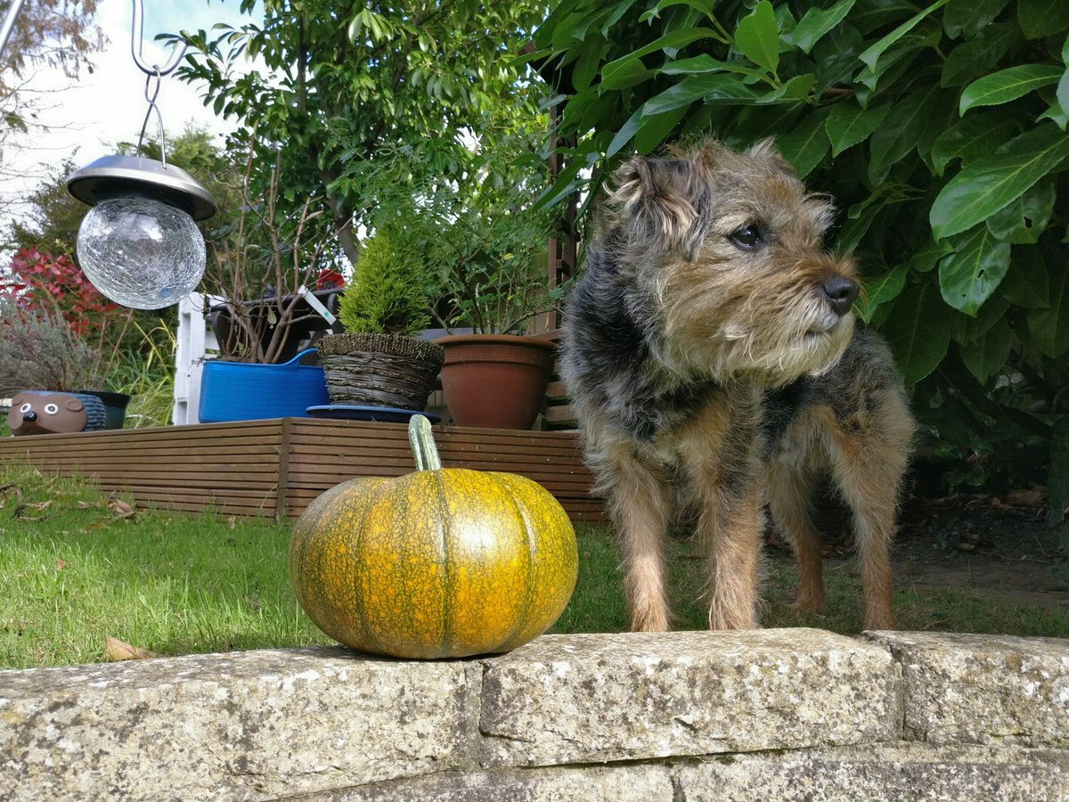 MattyCornwell's tweet photo. #NationalPumpkinDay https://t.co/sahHIVeOSk