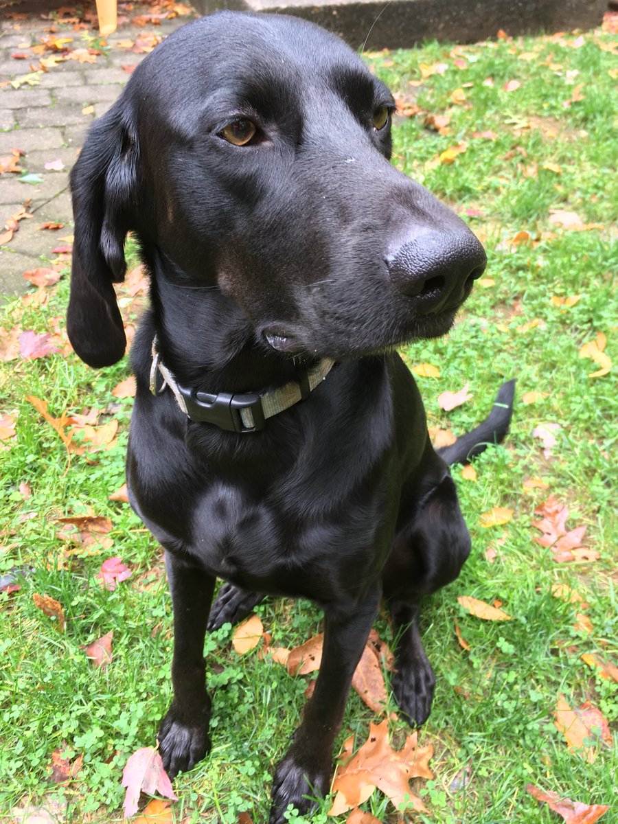 camp_peaches's tweet photo. Gracie girl #labs #dogsoftwitter https://t.co/xBVSJq9TUi