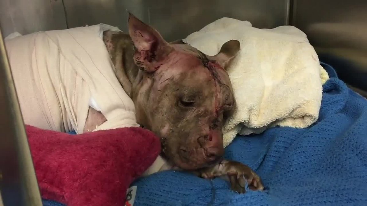 Reward almost $35K for info on person or people who ultimately killed Ollie the pitbull bit.ly/2gE3RSe?source… https://t.co/t5hafB1D40