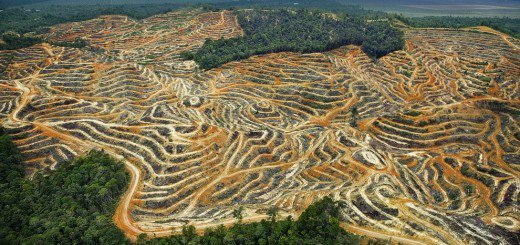 The impacts of oil palm on deforestation and biodiversity loss- 1 minute video summary:

sciencevideos.org/the-impacts-of…
