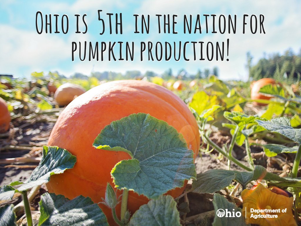 ohioagriculture's tweet photo. Oh my gourd! Ohio’s farmers produced $14.3 million worth of pumpkins in 2016 #NationalPumpkinDay https://t.co/hm3e8tQrAO