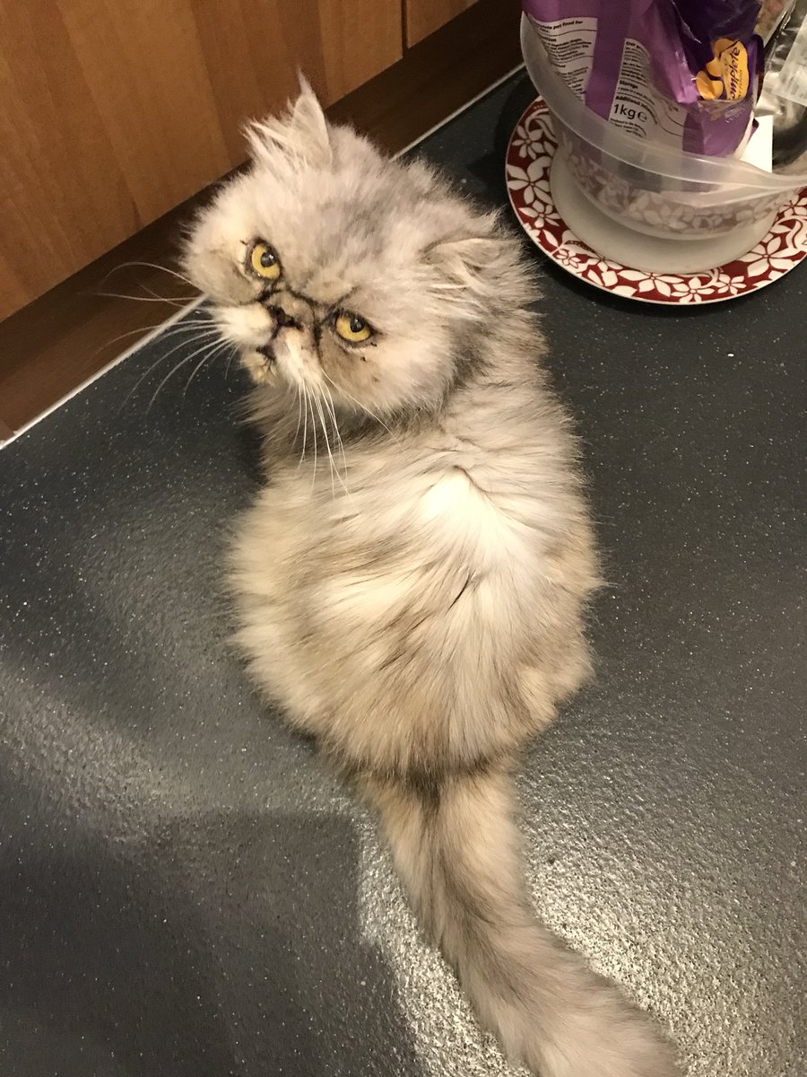 MissBeBe17's tweet photo. If I sit by the food cupboard maybe it’ll open itself huh Mum?... #feedme #dinnertime #feedmesoon #CatsOfTwitter https://t.co/DR7BBC8F3A