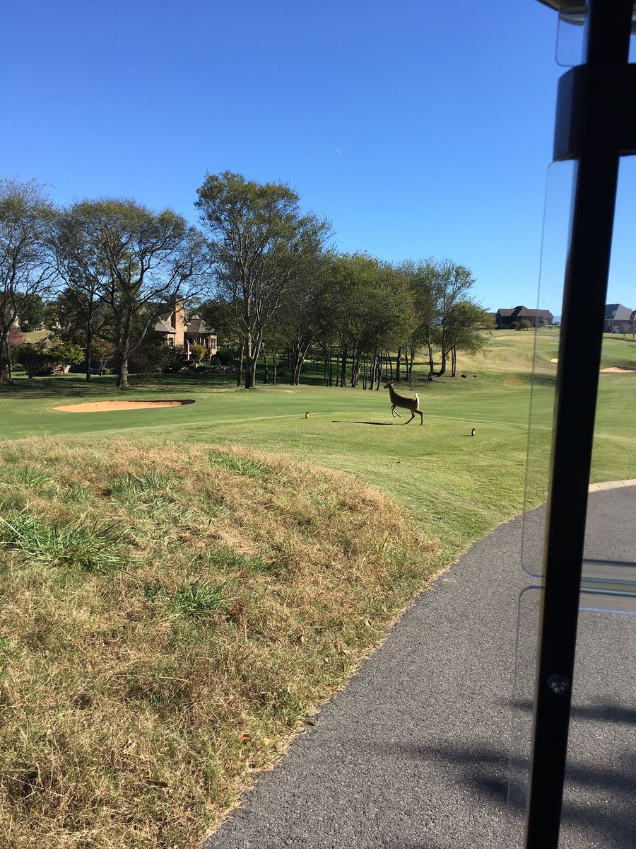 C_Flenniken316's tweet photo. Even the animals like our "tee it forward" initiative here in the Village! #yellowtees @Kahitegolf https://t.co/qhJtzuBlgH