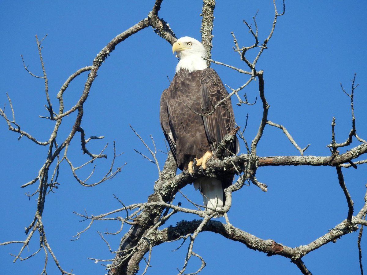 TolBendCountry's tweet photo. The #BaldEagles have been spotted at #ToledoBend again! Visit https://t.co/MnDzxu5CpI to book your fall trip to Toledo Bend #ILoveToledoBend https://t.co/PrS6ga6TFO