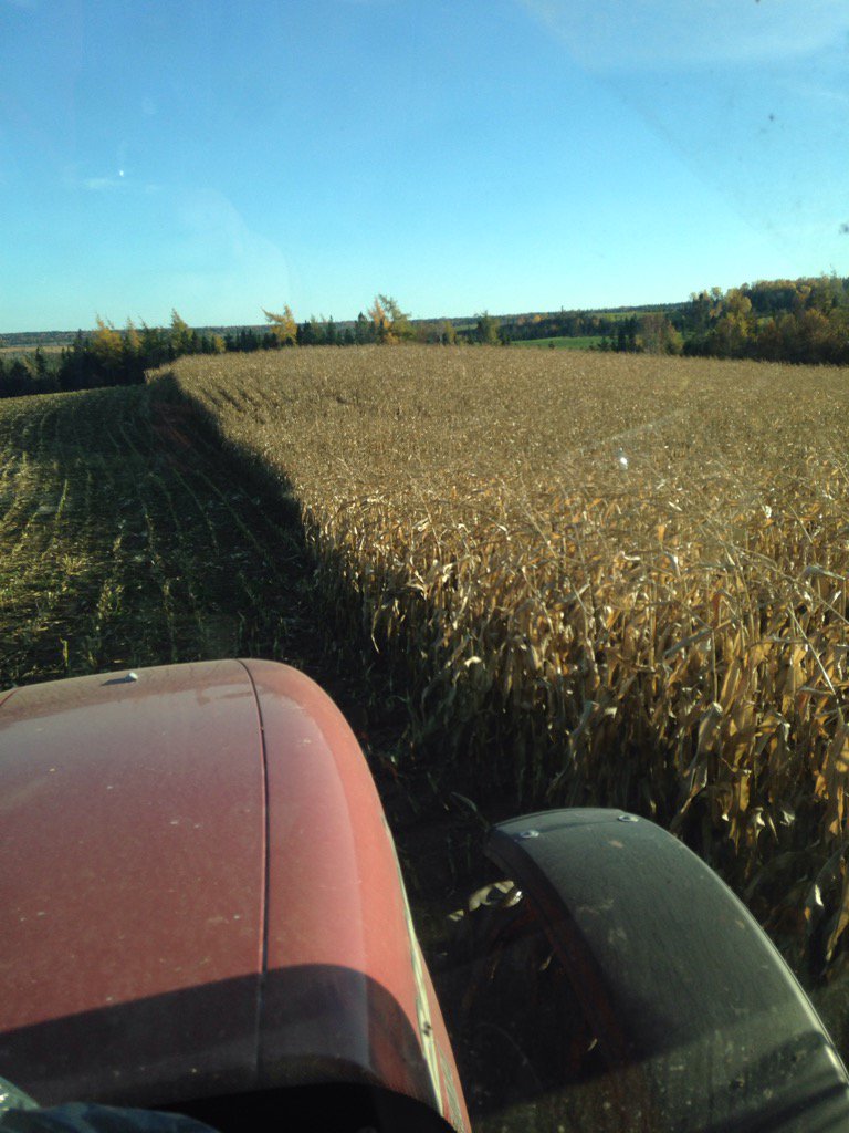 October 26,chopping corn silage and 20 degrees in Musgravetown,nl