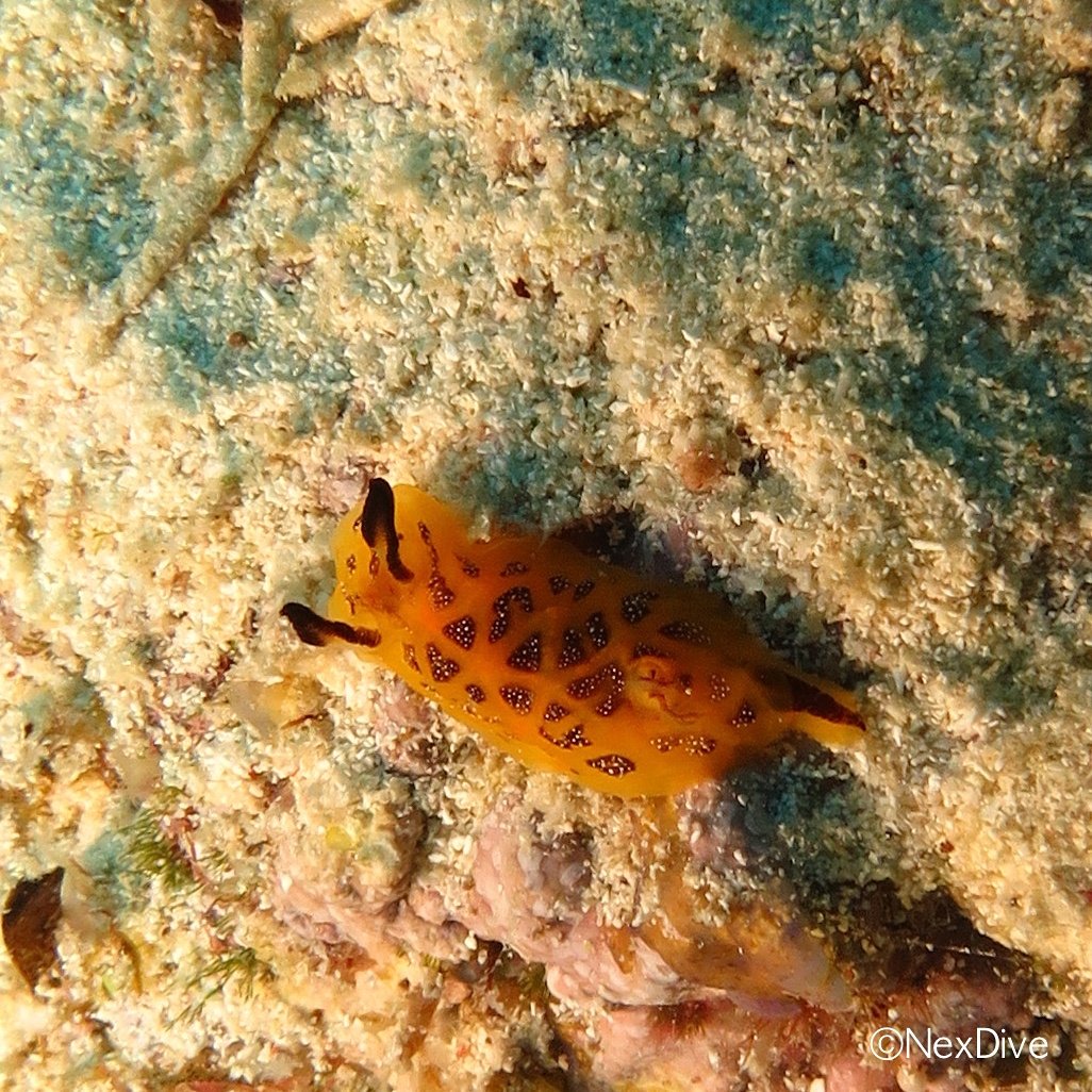 nexdive's tweet photo. Discover this beautiful Nudibranch #scubadiving https://t.co/brGvENBVbB