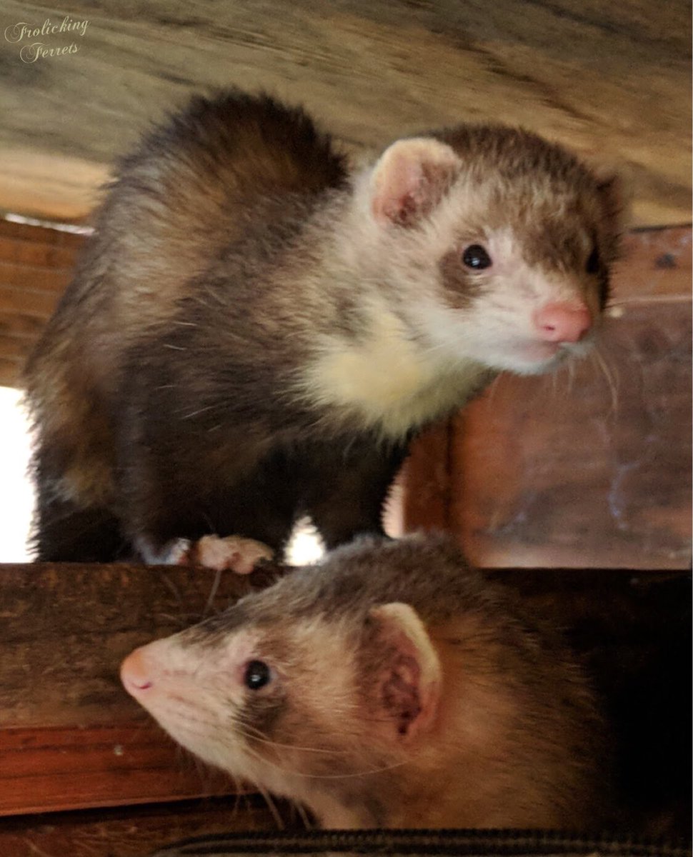 Voodannyn's tweet photo. These two #ferrets of mine look the same.... Guess who’s who https://t.co/LDRG0KwGgj