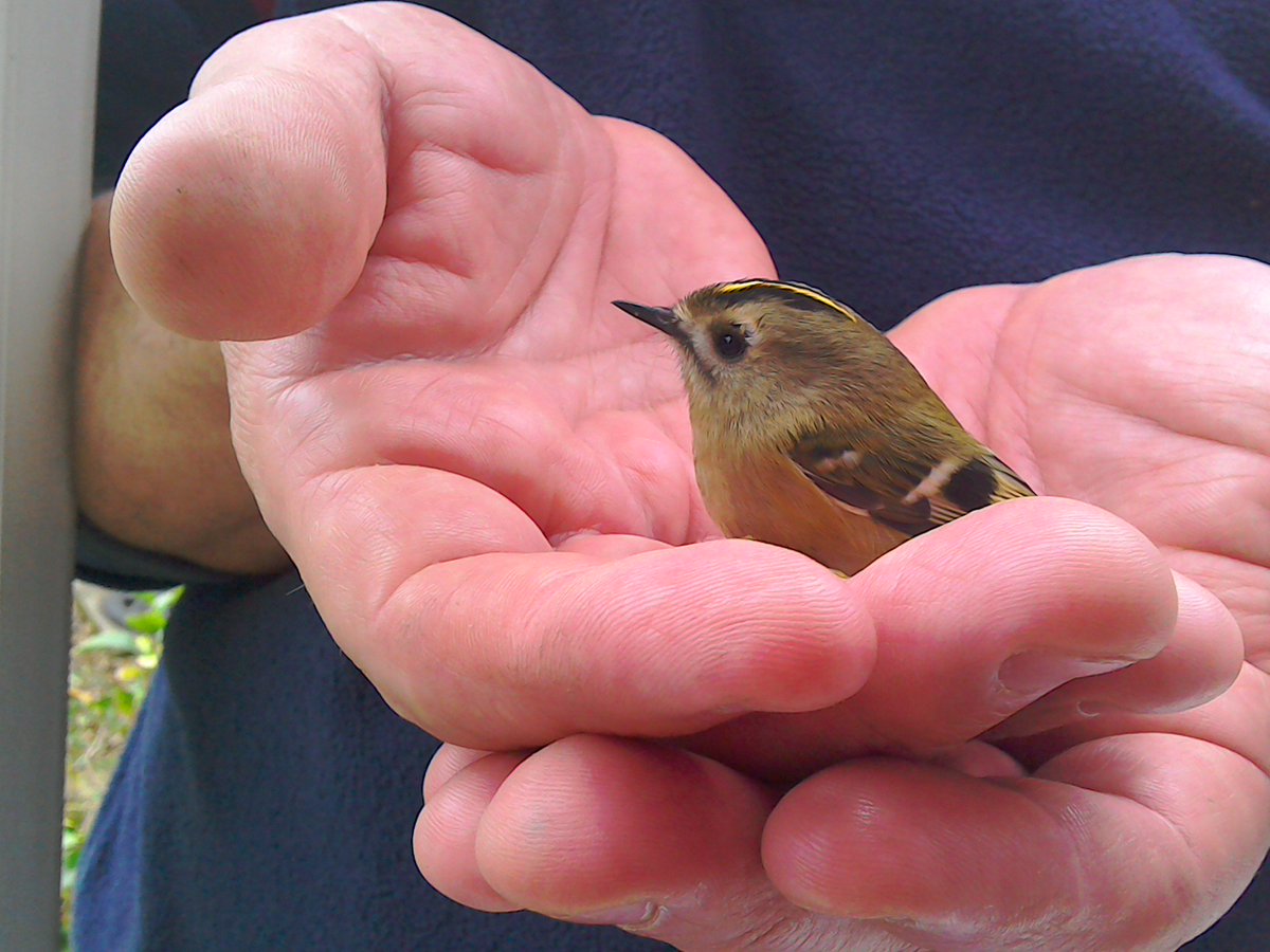 simon boswell tweet media