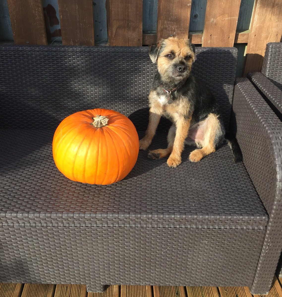 Got our pumpkin today 🎃