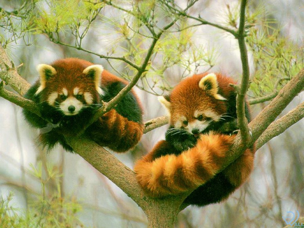 RedPandasDaily tweet picture