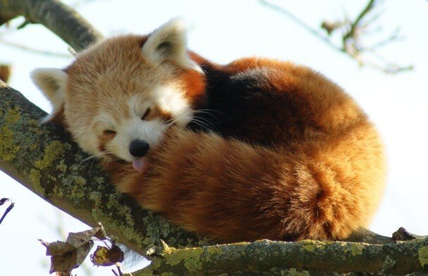 RedPandasDaily tweet picture