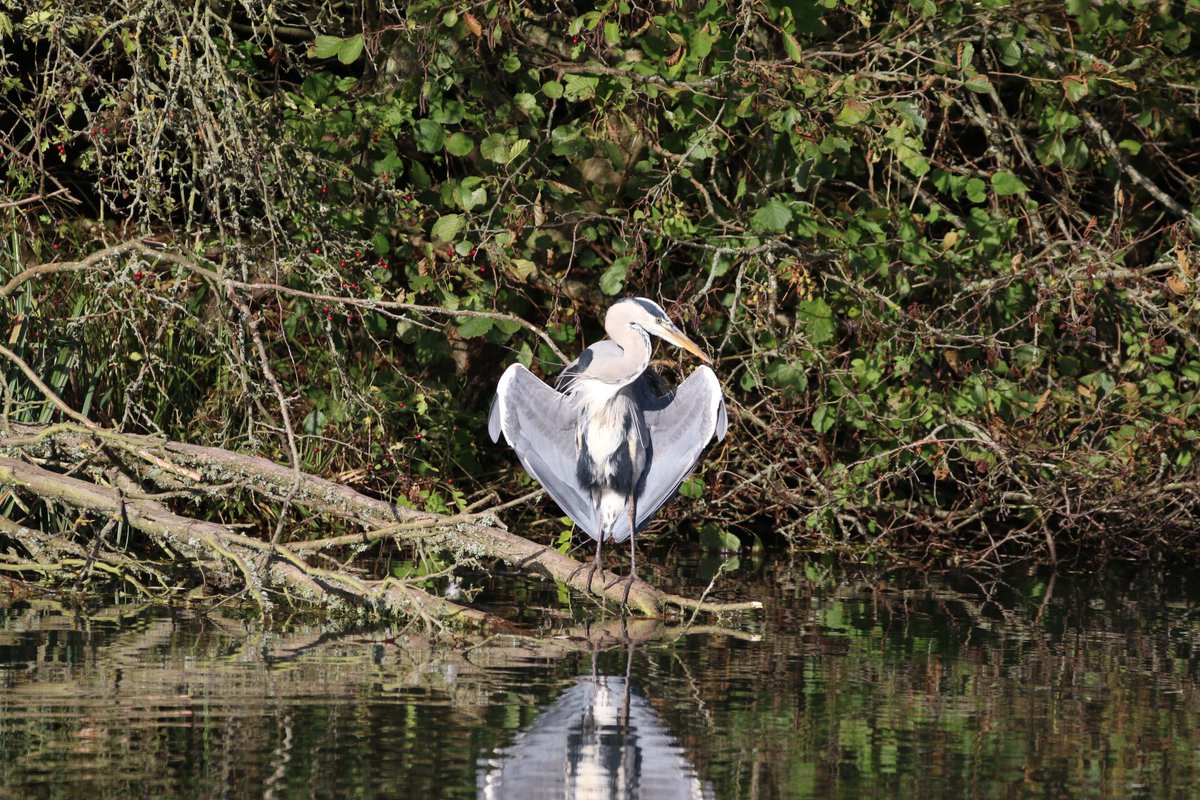 2BBCSpringwatch never seen a Grey Heron displaying like this before - thinks it is a cormorant! #Autumnwatch