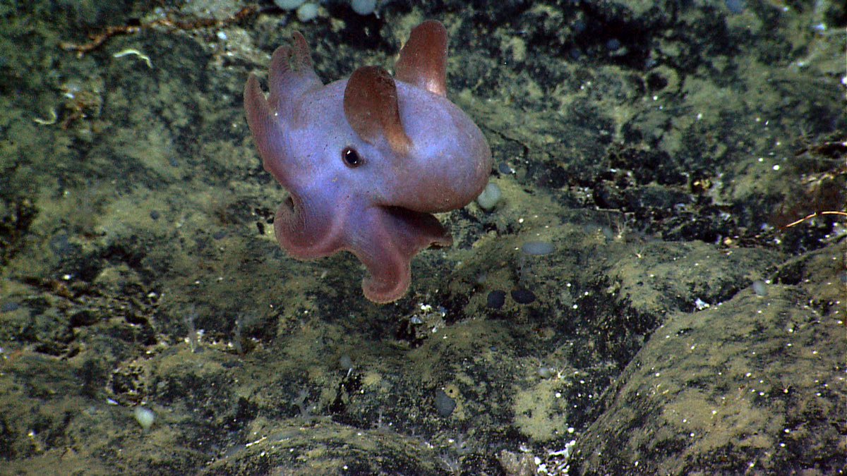 NOAANCEIocngeo's tweet image. This octopus is just one of many #UnexpectedlyCute ocean creatures! See how we support ocean exploration: bit.ly/2i9xTxg