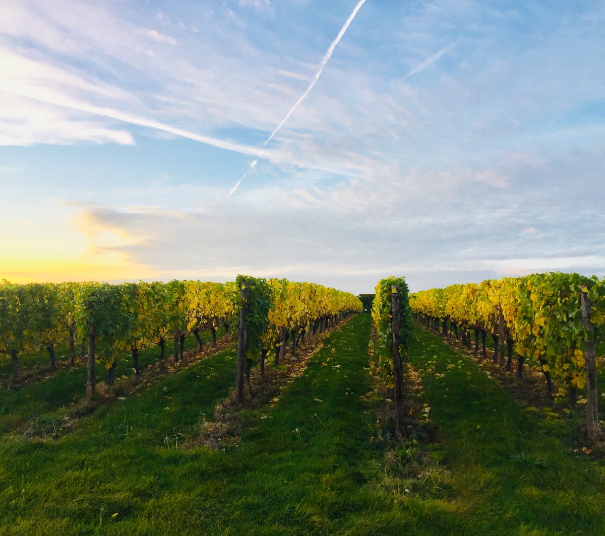 BalfourWinery's tweet image. Beautiful sunset last night in our oldest vineyard - Oast House Meadow #autumndays #kentcountryside #perfectwalk