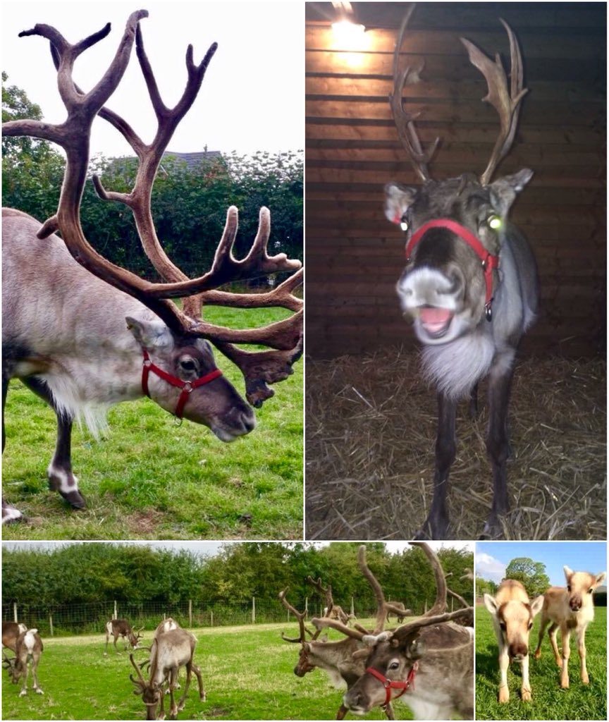 RachaelLowton's tweet photo. The best thing about working with reindeer... gettting to meet twiglets! ๐๐ #reindeer #vetlife #supercute #twiglets #gettingreadyforsanta ๐ฆ https://t.co/rQuQKN59n4