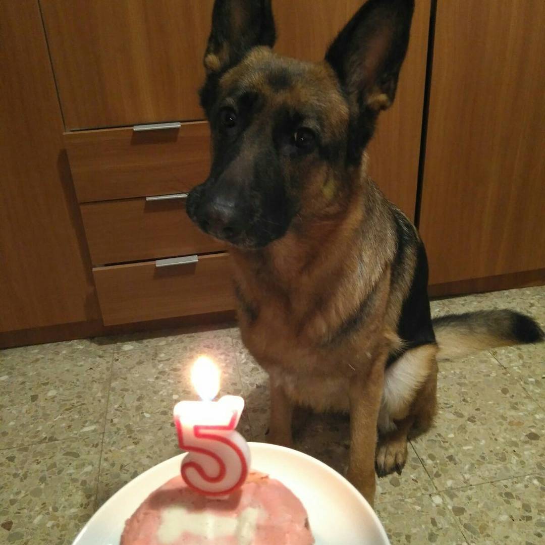 DRACK06699's tweet photo. Ayer nuestra Rubi hizo 5 años. #germanshespherd #pastoraleman #rubi #5años https://t.co/ydazIHEwmo