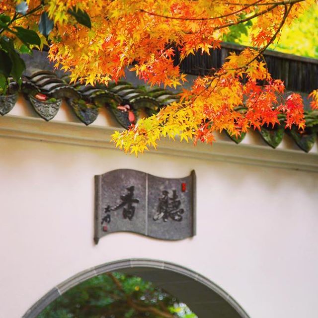 chinesegarden's tweet photo. โจListen to the fragrance ๐๐ ๐งก#pdxfall #chinesegarden https://t.co/xwM6cYDqJ9