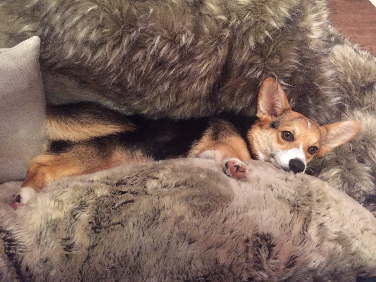 stampylongnose's tweet image. Comfortably stuck.