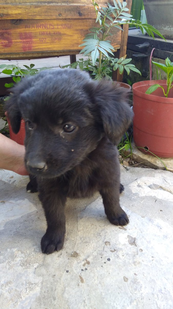 miikimikimiki's tweet photo. Regalo perritas!! Vacunadas y desparasitadas.Las encontré en la calle y no me las puedo quedar. Por favor difundir 🙏🙏 https://t.co/vaqxCkayP7