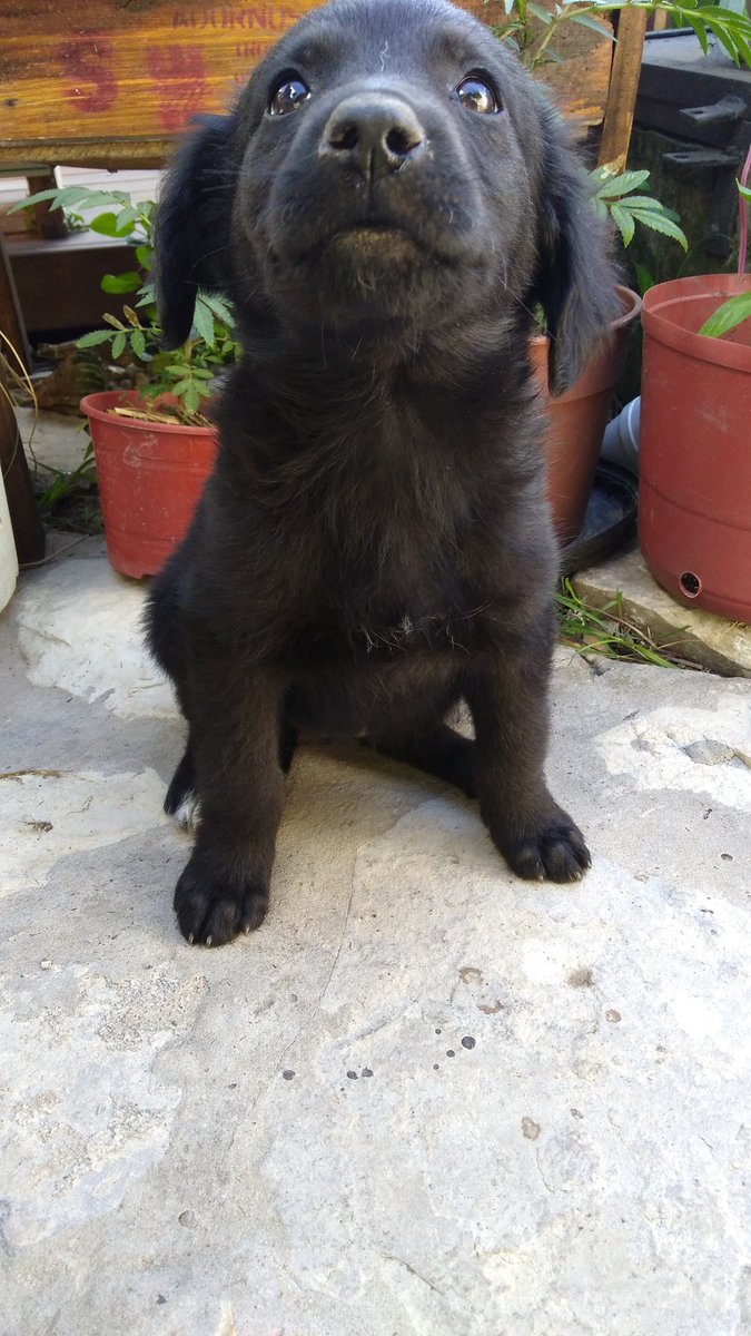 miikimikimiki's tweet photo. Regalo perritas!! Vacunadas y desparasitadas.Las encontré en la calle y no me las puedo quedar. Por favor difundir 🙏🙏 https://t.co/vaqxCkayP7