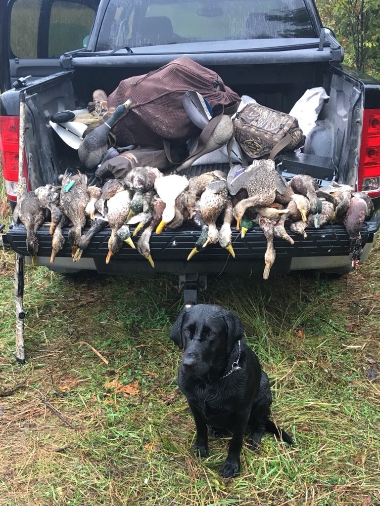 ZacMcilmoyle's tweet photo. @TonyVandemore Didn’t have many of those this year. #warmweather #mallardmaddness https://t.co/it4HZ7eveq