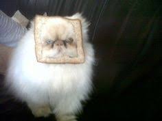 Hope you feel better! Here is some pics of cat toast :) https://t.co/zrOz4gqJSa<a href="/tag/cincodemayo"class="tags"><span>#cincodemayo</span></a>